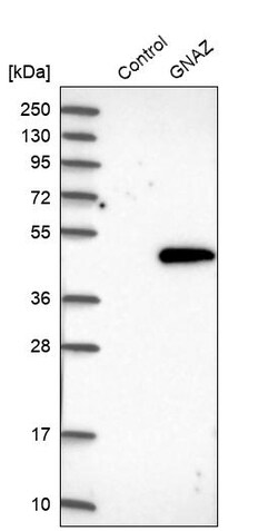 Invitrogen GNAZ Polyclonal Antibody 100 &mu;L; Unconjugated:Antibodies,