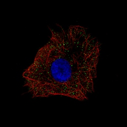Invitrogen NDP Polyclonal Antibody 100 &mu;L; Unconjugated:Antibodies,