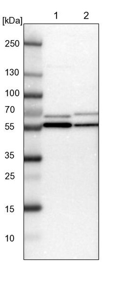 Invitrogen TCP-1 beta Polyclonal Antibody 100 &mu;L | Buy Online | Invitrogen&trade; | Fisher Scientific