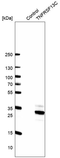 Invitrogen CD268 (BAFF Receptor) Polyclonal Antibody 100 &mu;L; Unconjugated:Antibodies,