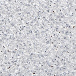 Invitrogen MEIS2 Polyclonal Antibody 100 &mu;L; Unconjugated:Antibodies,
