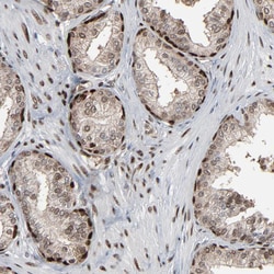 Invitrogen MEIS2 Polyclonal Antibody 100 &mu;L; Unconjugated:Antibodies,