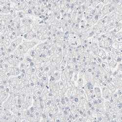 Invitrogen MiTF Polyclonal Antibody 100 &mu;L; Unconjugated:Antibodies,