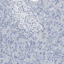 Invitrogen MiTF Polyclonal Antibody 100 &mu;L; Unconjugated:Antibodies,