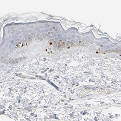 Invitrogen MiTF Polyclonal Antibody 100 &mu;L; Unconjugated:Antibodies,