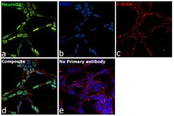 Invitrogen NeuroD1 Polyclonal Antibody 100 &mu;L; Unconjugated:Antibodies,