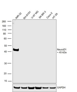 Invitrogen NeuroD1 Polyclonal Antibody 100 &mu;L; Unconjugated:Antibodies,