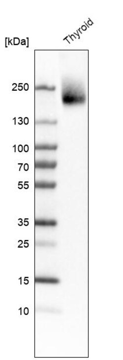 Invitrogen CUX1 Polyclonal Antibody 100 &mu;L | Buy Online | Invitrogen&trade; | Fisher Scientific