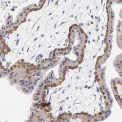 Invitrogen MKP4 Polyclonal Antibody 100 &mu;L; Unconjugated:Antibodies,