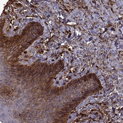 Invitrogen S100A10 Polyclonal Antibody 100 &mu;L; Unconjugated:Antibodies,