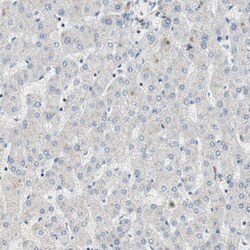 Invitrogen FBXO44 Polyclonal Antibody 100 &mu;L; Unconjugated:Antibodies,
