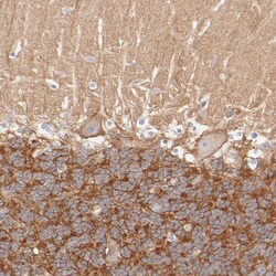 Invitrogen SPTB Polyclonal Antibody 100 &mu;L; Unconjugated:Antibodies,