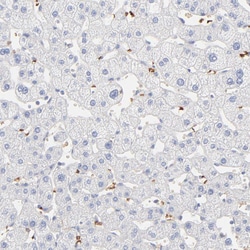 Invitrogen SPTB Polyclonal Antibody 100 &mu;L; Unconjugated:Antibodies,