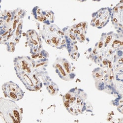 Invitrogen SPTB Polyclonal Antibody 100 &mu;L; Unconjugated:Antibodies,