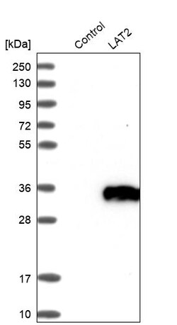 Invitrogen NTAL Polyclonal Antibody 100 &mu;L | Buy Online | Invitrogen&trade; | Fisher Scientific