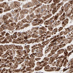 Invitrogen UQCRC1 Polyclonal Antibody 100 &mu;L; Unconjugated:Antibodies,
