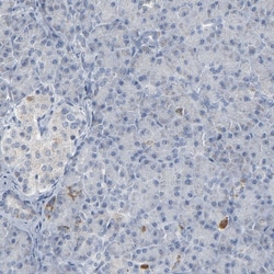 Invitrogen GPX2 Polyclonal Antibody 100 &mu;L; Unconjugated:Antibodies,