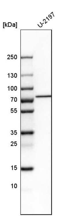 Invitrogen SETD3 Polyclonal Antibody 100 &mu;L; Unconjugated:Antibodies,