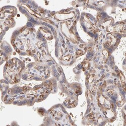 Invitrogen EB1 Polyclonal Antibody 100 &mu;L; Unconjugated:Antibodies,