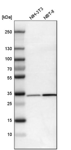 Invitrogen EB1 Polyclonal Antibody 100 &mu;L; Unconjugated:Antibodies,