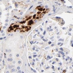 Invitrogen Apolipoprotein H Polyclonal Antibody 100 &mu;L; Unconjugated:Antikörper