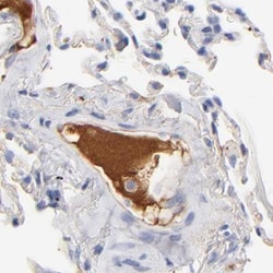 Invitrogen Apolipoprotein H Polyclonal Antibody 100 &mu;L; Unconjugated:Antikörper
