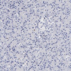 Invitrogen MCM7 Polyclonal Antibody 100 &mu;L; Unconjugated:Antibodies,
