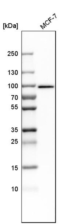 Invitrogen MCM7 Polyclonal Antibody 100 &mu;L | Buy Online | Invitrogen&trade; | Fisher Scientific