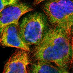 Invitrogen Cdc37 Polyclonal Antibody 100 &mu;L; Unconjugated:Antibodies,