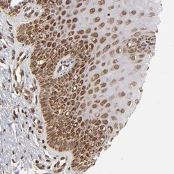 Invitrogen MLLT6 Polyclonal Antibody 100 &mu;L; Unconjugated:Antibodies,