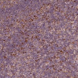 Invitrogen G3BP1 Polyclonal Antibody 100 &mu;L; Unconjugated:Antibodies,