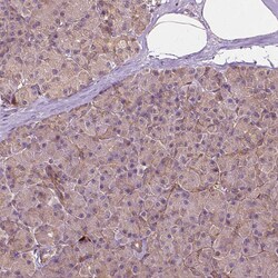 Invitrogen G3BP1 Polyclonal Antibody 100 &mu;L; Unconjugated:Antibodies,