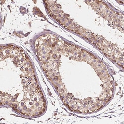 Invitrogen G3BP1 Polyclonal Antibody 100 &mu;L; Unconjugated:Antibodies,