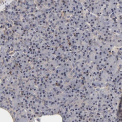 Invitrogen Laminin beta-1 Polyclonal Antibody 100 &mu;L; Unconjugated:Antibodies,