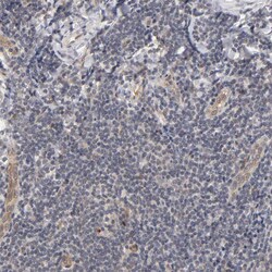 Invitrogen Laminin beta-1 Polyclonal Antibody 100 &mu;L; Unconjugated:Antibodies,