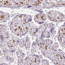 Invitrogen CD206 Polyclonal Antibody 100 &mu;L; Unconjugated:Antibodies,