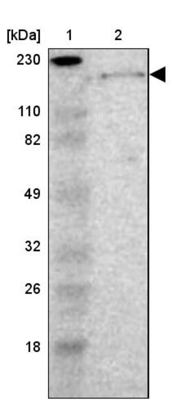 Invitrogen Laminin beta-1 Polyclonal Antibody 100 &mu;L; Unconjugated:Antibodies,