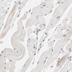 Invitrogen AMPK beta-1 Polyclonal Antibody 100 &mu;L; Unconjugated:Antibodies,