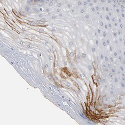 Invitrogen IFITM3 Polyclonal Antibody 100 &mu;L; Unconjugated:Antibodies,