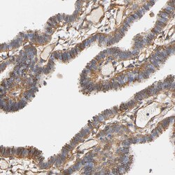 Invitrogen IFITM3 Polyclonal Antibody 100 &mu;L; Unconjugated:Antibodies,