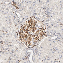 Invitrogen IFITM3 Polyclonal Antibody 100 &mu;L; Unconjugated:Antibodies,
