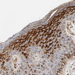 Invitrogen IFITM3 Polyclonal Antibody 100 &mu;L; Unconjugated:Antibodies,