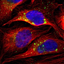 Invitrogen PSAP Polyclonal Antibody 100 &mu;L; Unconjugated:Antibodies,