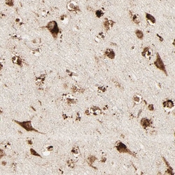Invitrogen PSAP Polyclonal Antibody 100 &mu;L; Unconjugated:Antibodies,