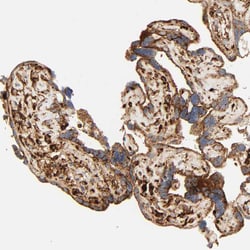 Invitrogen PSAP Polyclonal Antibody 100 &mu;L; Unconjugated:Antibodies,