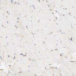 Invitrogen PSAP Polyclonal Antibody 100 &mu;L; Unconjugated:Antibodies,