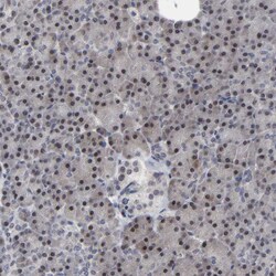 Invitrogen HNF4A Polyclonal Antibody 100 &mu;L; Unconjugated:Antibodies,