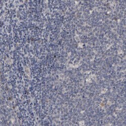 Invitrogen HNF4A Polyclonal Antibody 100 &mu;L; Unconjugated:Antibodies,