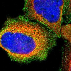 Invitrogen Talin 1 Polyclonal Antibody 100 &mu;L; Unconjugated:Antikörper