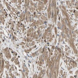 Invitrogen Talin 1 Polyclonal Antibody 100 &mu;L; Unconjugated:Antikörper